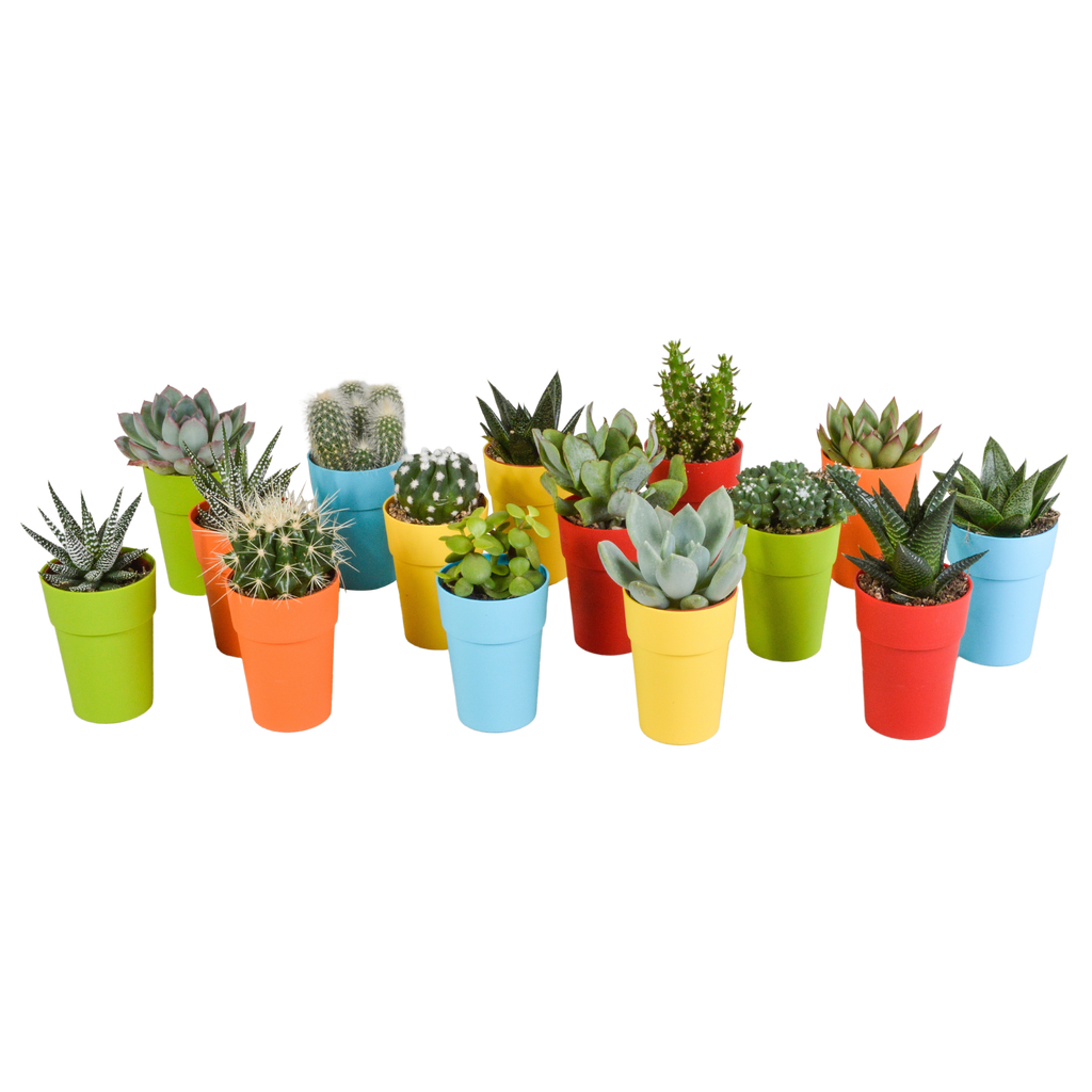 Cactus en vetplanten mix 5.5 cm | 15 stuks - in gekleurde plasticpot