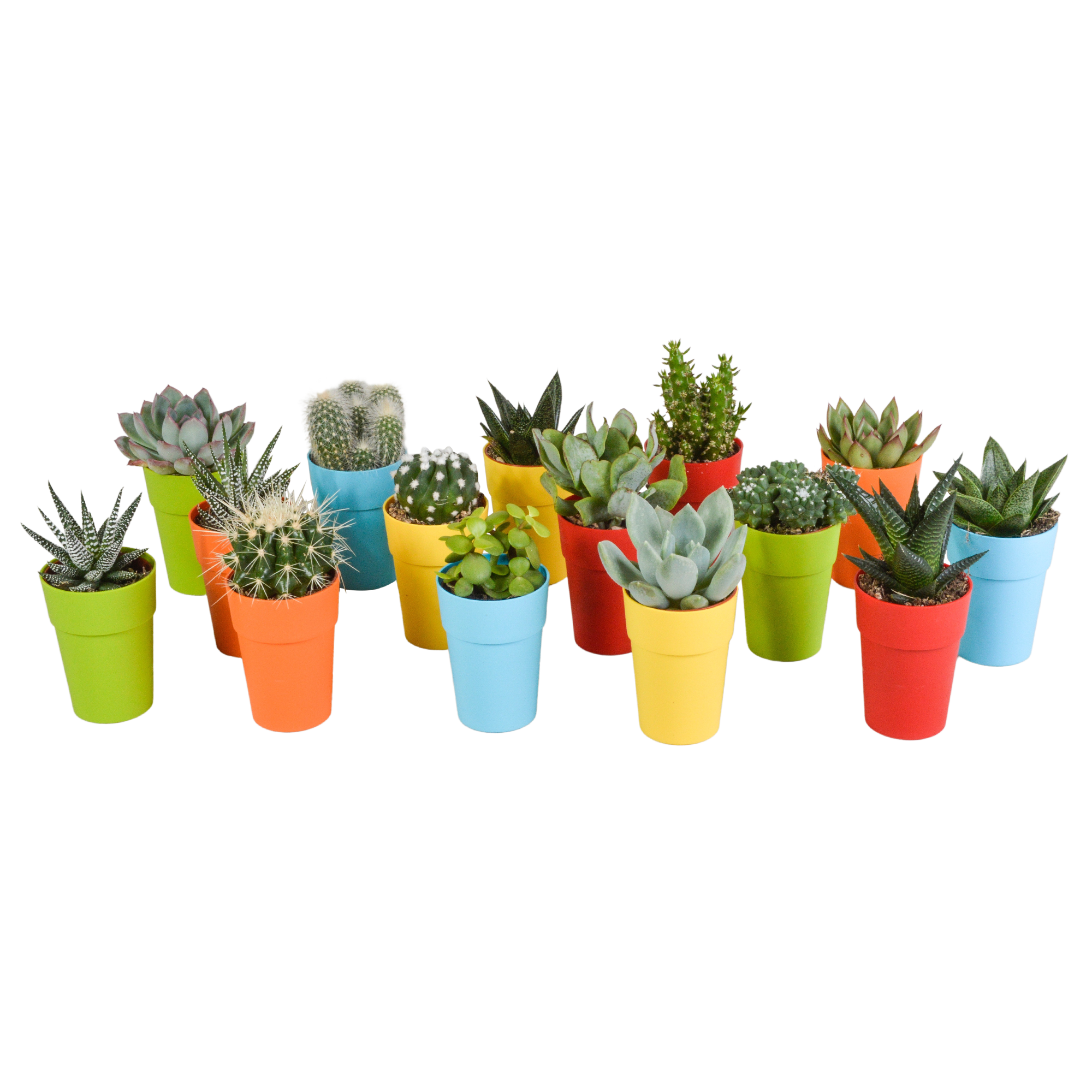 Cactus en vetplanten mix 5.5 cm | 15 stuks - in gekleurde plasticpot