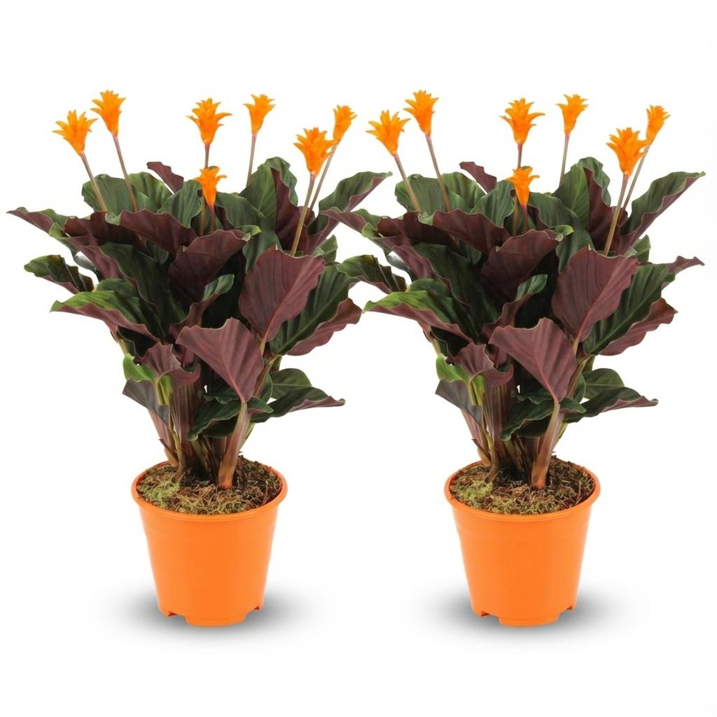 Calathea Crocata - 2 Stuks - Ø 14 cm - Hoogte: 40 - 45cm