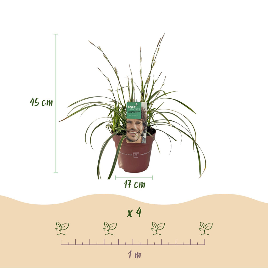 Siergrassen - Carex morrowii Ice Dance  - Wit & Groen - 2 Planten - Bladhoudend - Weinig Onderhoud - Pot 17cm Hoogte 50cm