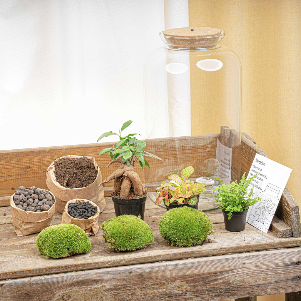 DIY terrarium - Sven XL Bonsai - Met verlichting - ↕ 43 cm - Normal