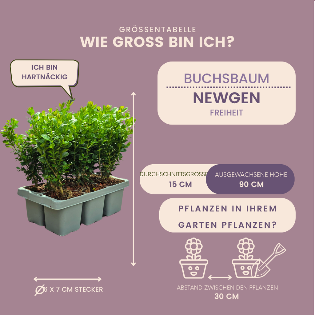 2 x 6-Pack Buxus NewGen Freedom – Winterharde Groenblijvende Struiken 12 x Ø7 cm - ↕15 cm | Compacte Buxus