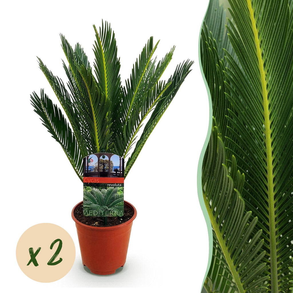 Kamerplant - Cycas revoluta - Palmvaren - Weinig onderhoud - Groen - 2 - Pot 15cm - Hoogte 45-55cm