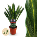 Kamerplant - Cycas revoluta - Palmvaren - Weinig onderhoud - Groen - 2 - Pot 15cm - Hoogte 45-55cm