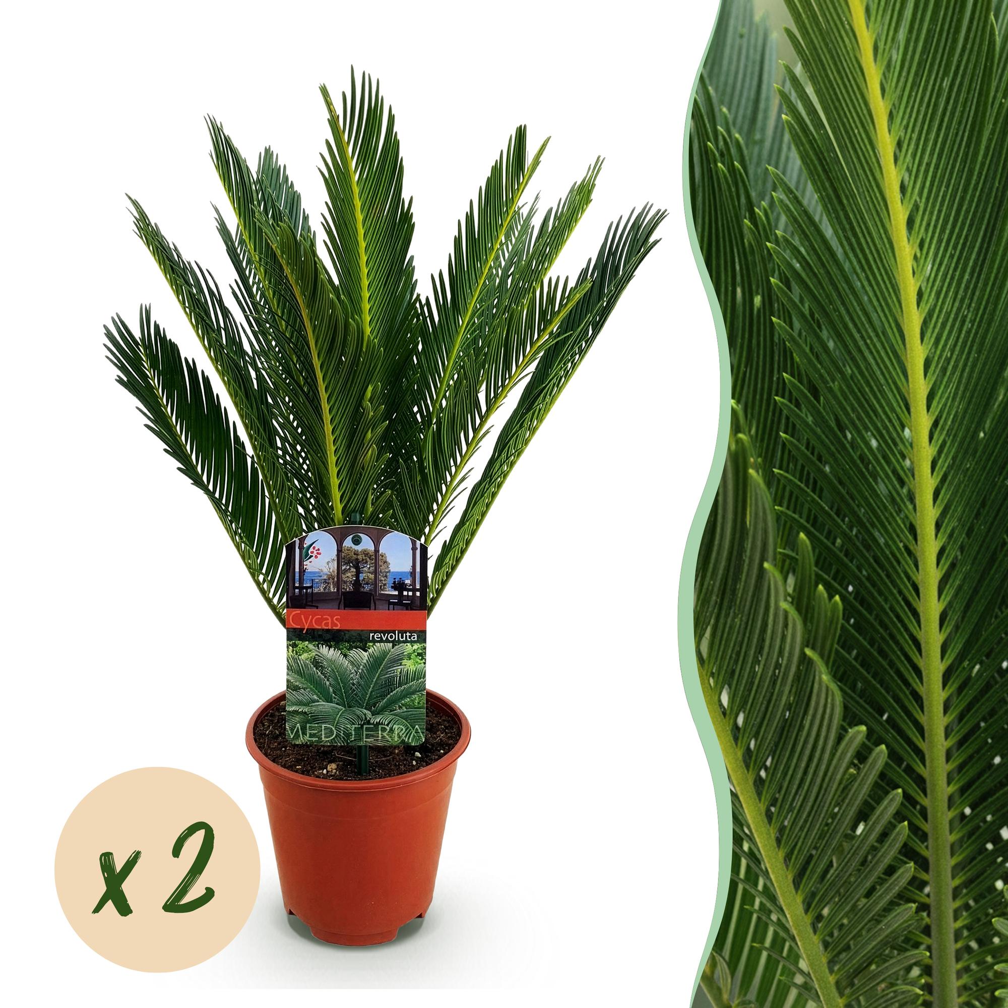 Kamerplant - Cycas revoluta - Palmvaren - Weinig onderhoud - Groen - 2 - Pot 15cm - Hoogte 45-55cm