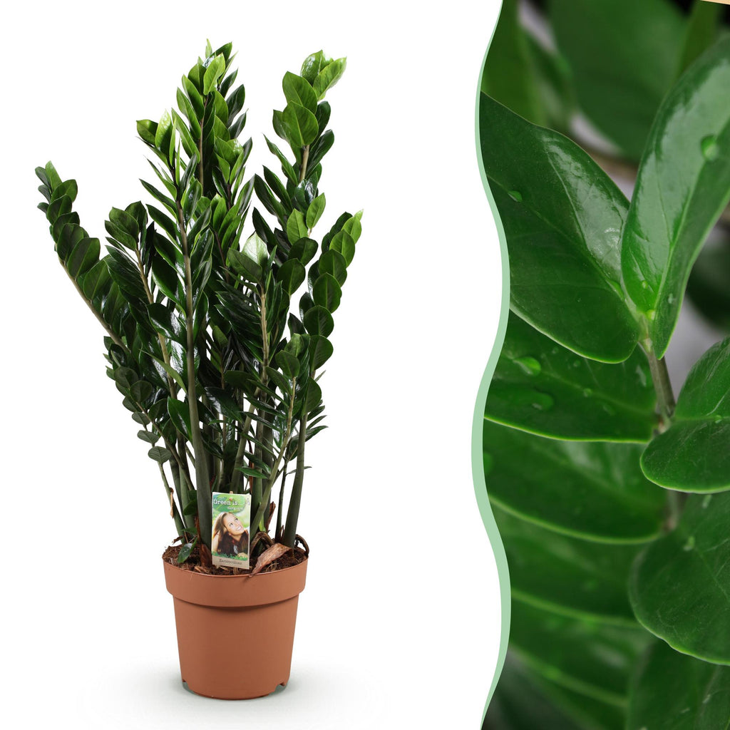 Green is... Kamerplanten - Zamioculcas - ZZ-plant - Weinig onderhoud - Groen - 1 Plant - Pot 21cm - Hoogte 80-90cm