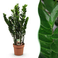 Green is... Kamerplanten - Zamioculcas - ZZ-plant - Weinig onderhoud - Groen - 1 Plant - Pot 21cm - Hoogte 80-90cm