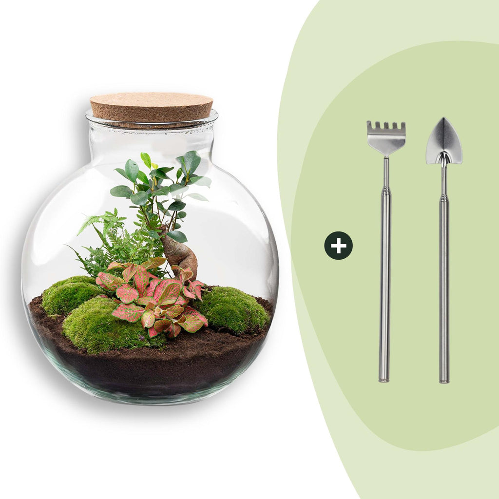 DIY Planten terrarium - Bolder Bob Bonsai - Ø 31 cm ↑ 30 cm - Rake + Shovel