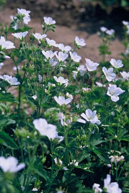 48x Geranium sang. 'Album' - ↕10-25cm - Ø9cm