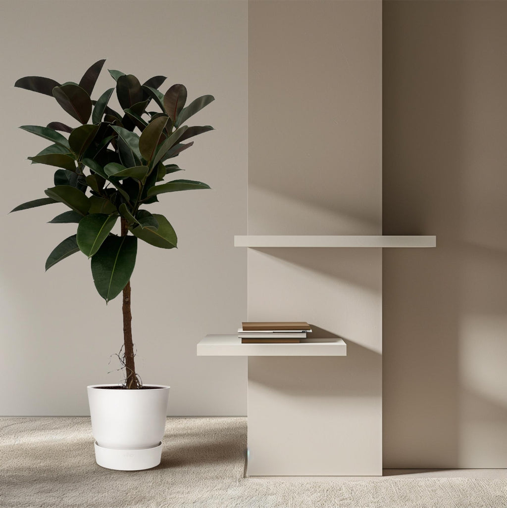 Ficus Elastica Robusta stam - 120 cm - Ø24cm