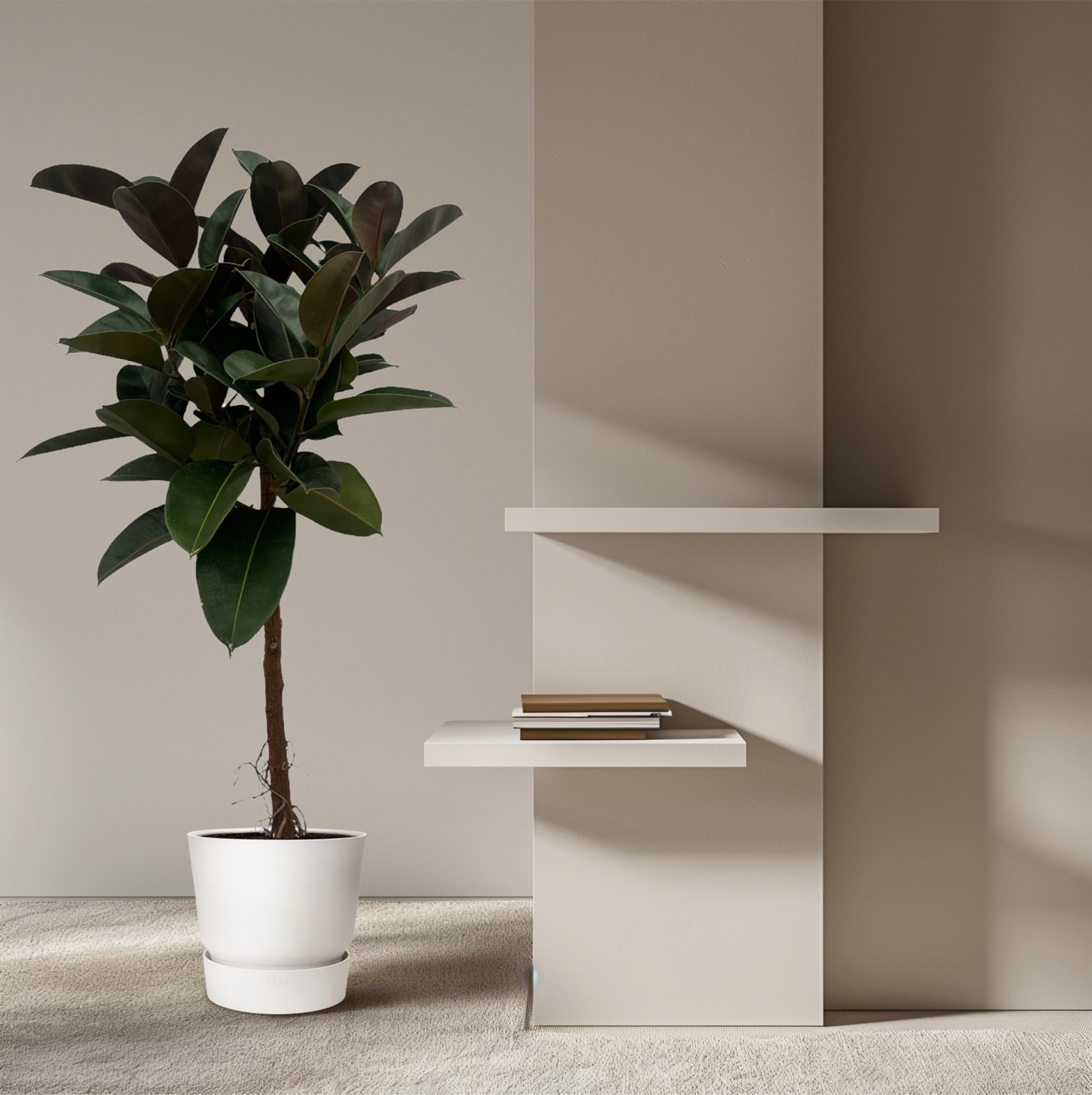 Ficus Elastica Robusta stam - 120 cm - Ø24cm