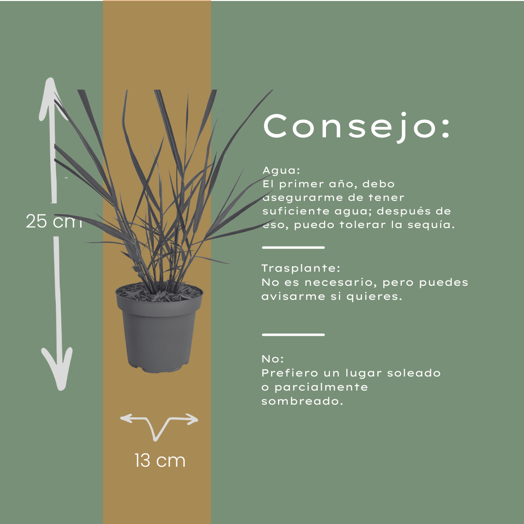 3x Panicum virgatum ‘Rotstrahlbusch’ – Siergras met warme herfstkleuren | Potmaat 12 cm