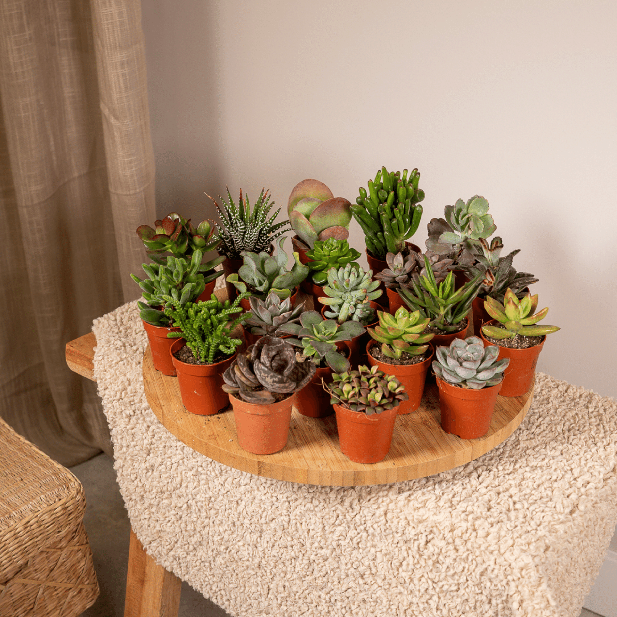 Succulenten Mix - 20 stuks - Ø5,5cm - ↕7 cm