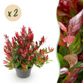 Tuinplant - Leucothoe Little Flame - Rood - 2 Planten - Groenblijvend - Weinig Onderhoud - Pot 17cm Hoogte 40cm