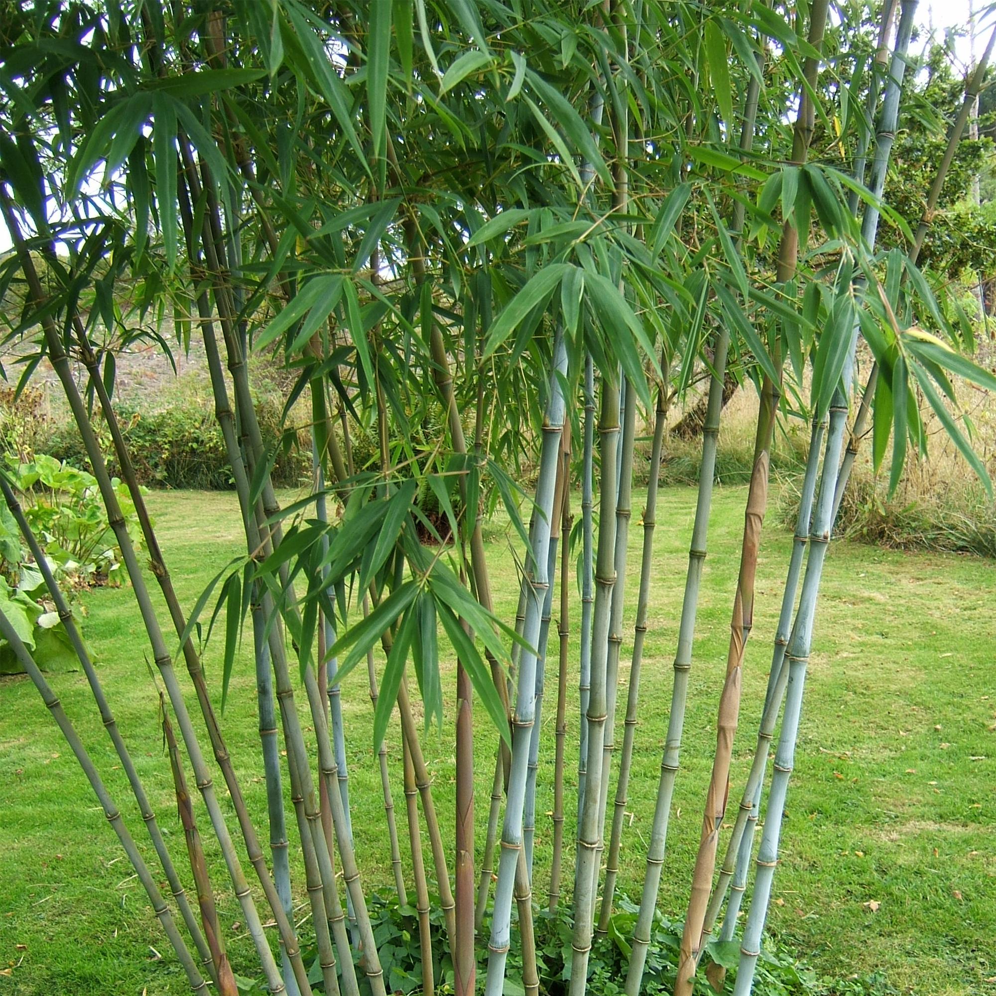 Bamboe - Fargesia Blue Dragon - Bladhoudend - Niet Woekerend - Groen - 12 Planten - Pot 14cm - Hoogte 35cm