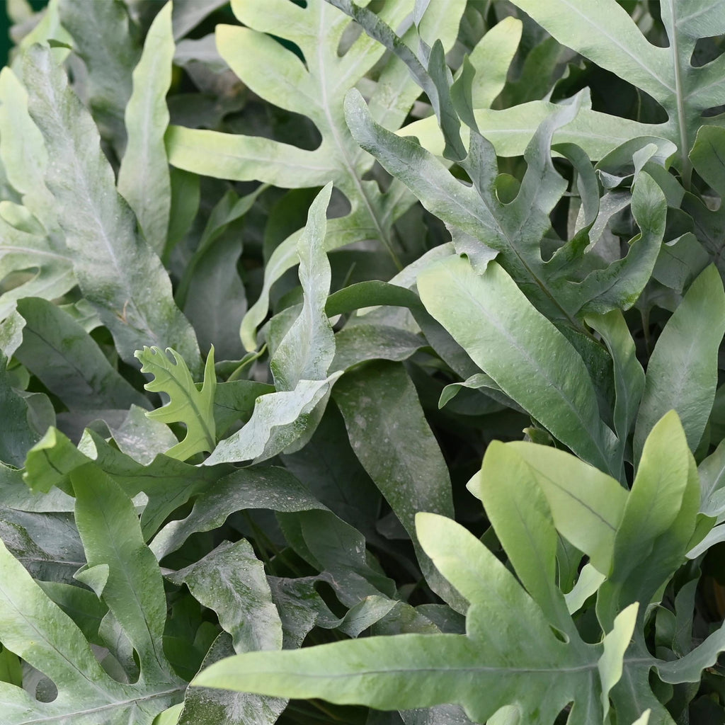 Kamerplant - Phlebodium aureum Blue Star - Blauwe Varen - Huisdiervriendelijk - Blauw - 2 Planten - Pot 12cm - Hoogte 25-30cm