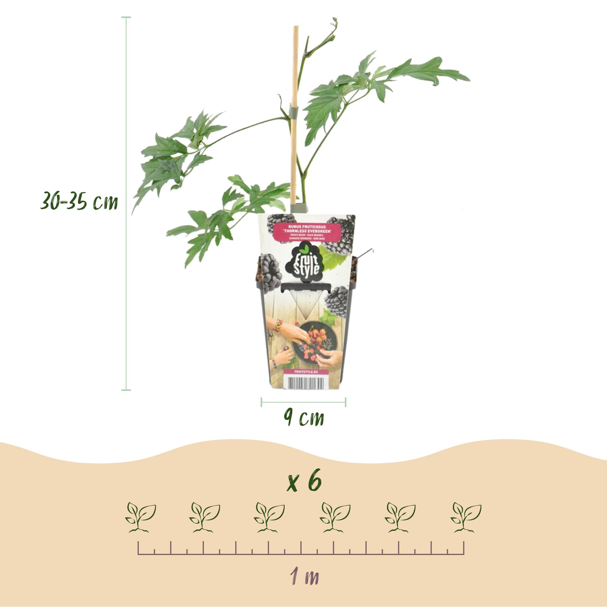 Fruitplanten - Groenblijvende Braam - Rubus Thornless Evergreen - Winterhard - 3 Planten - Pot 9 cm - Zwarte Braam