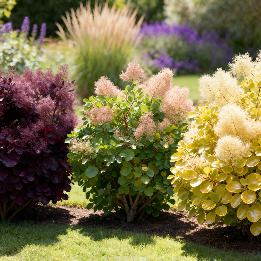 Tuinplant - Cotinus coggyria Tricolour - Paars-Groen-Geel - 3 Planten - Bladverliezend - Weinig Onderhoud - Pot 12cm Hoogte 35cm