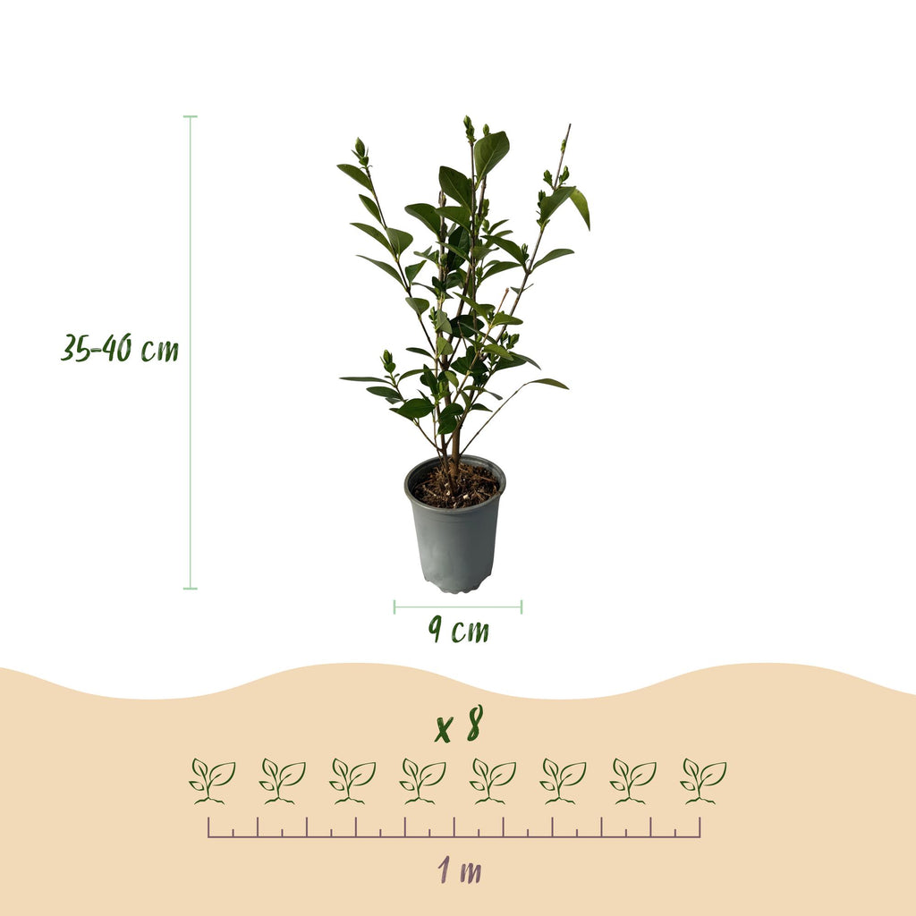 8x Ligustrum ovalifolium - Gewone Liguster - Haagplanten - Groenblijvend - Groen - Pot 9cm - Hoogte 35-45cm