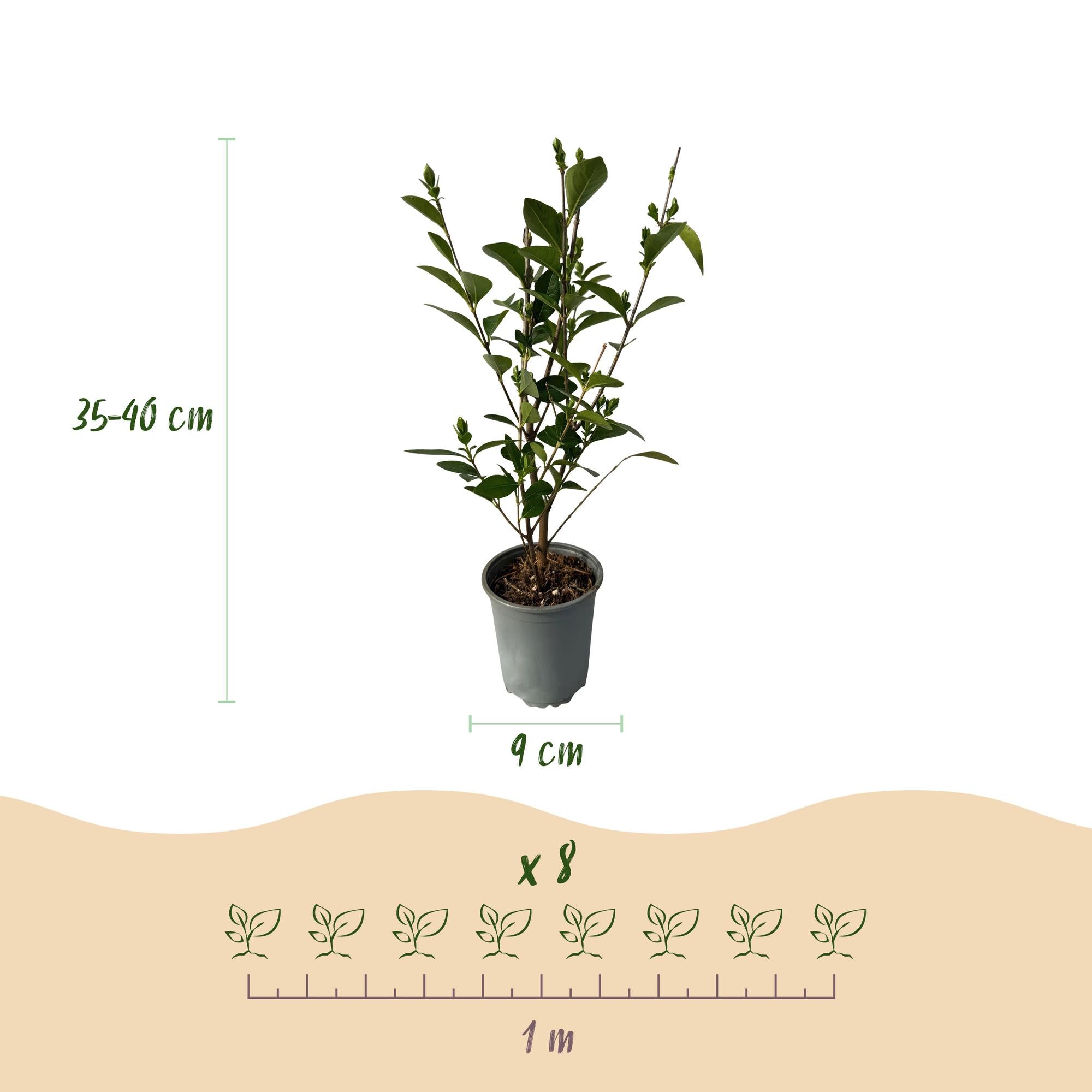 8x Ligustrum ovalifolium - Gewone Liguster - Haagplanten - Groenblijvend - Groen - Pot 9cm - Hoogte 35-45cm