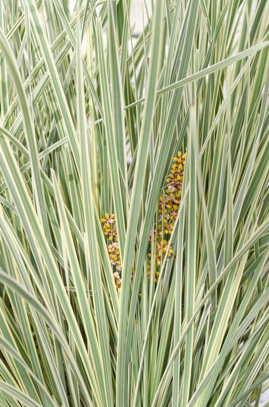 Lomandra longifolia 'White Sands' - Ø19cm - ↕40cm
