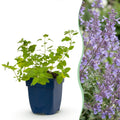 Vasteplant - Nepeta faassenii Walker's Low - Kattenkruid - Bijen en Vlinderlokkers - Blauw - 6 Planten - Pot 11cm - Hoogte 15-25cm