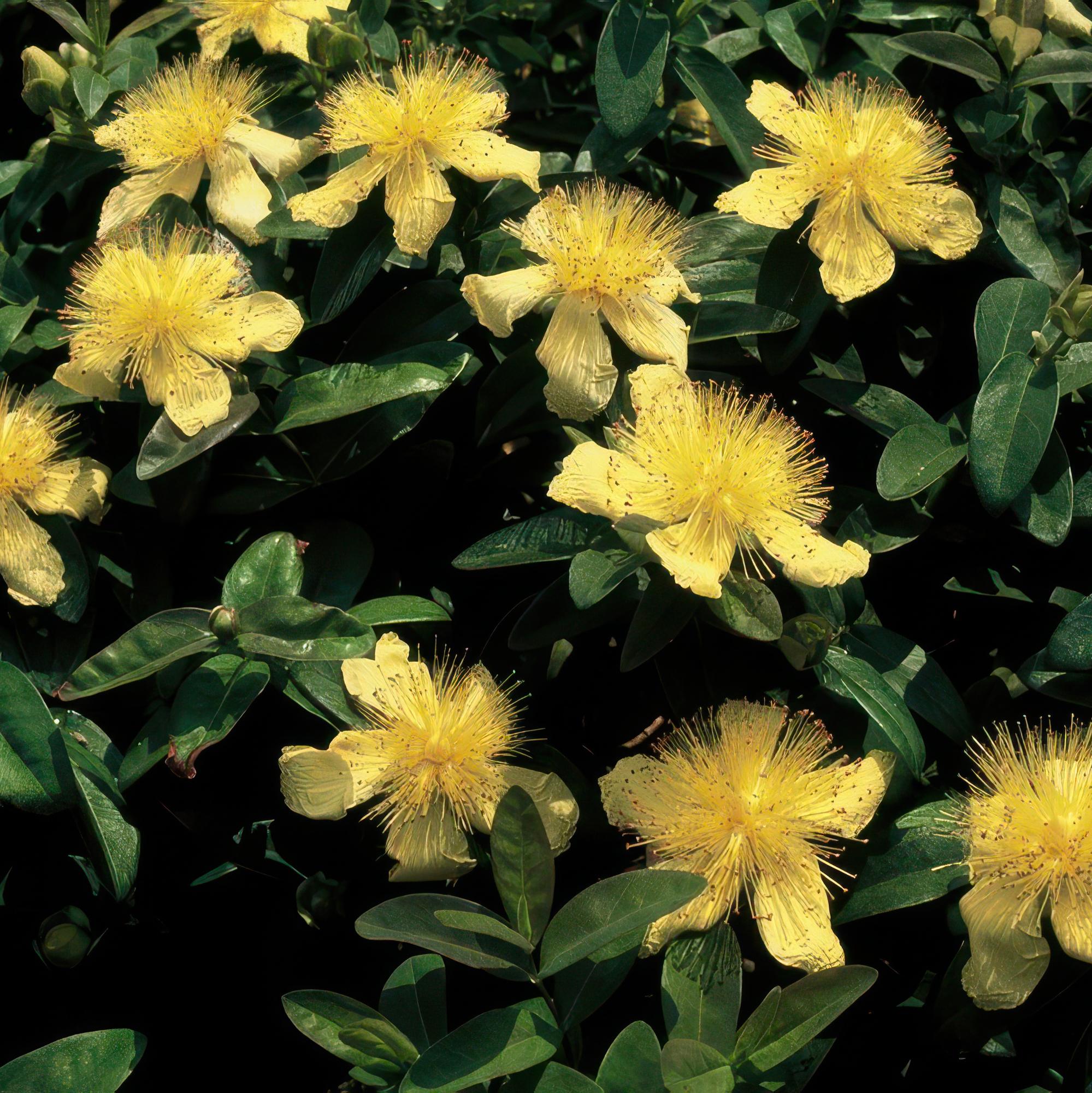 24x Hypericum calycinum - ↕10-25cm - Ø9cm