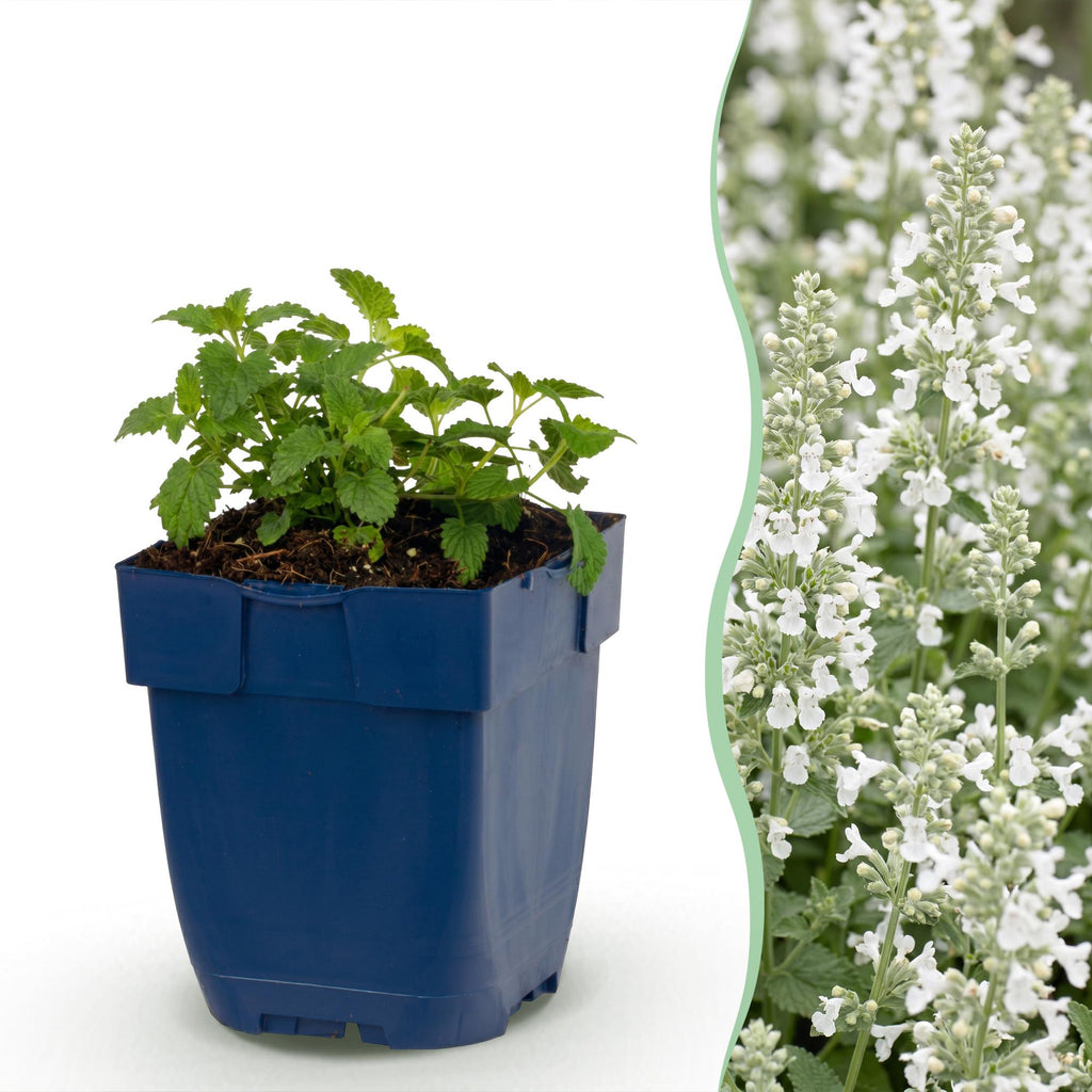 Vasteplant - Nepeta faassenii Snowflake - Kattenkruid - Bijen en Vlinderlokkers - Wit - 3 Planten - Pot 11cm - Hoogte 15-25cm