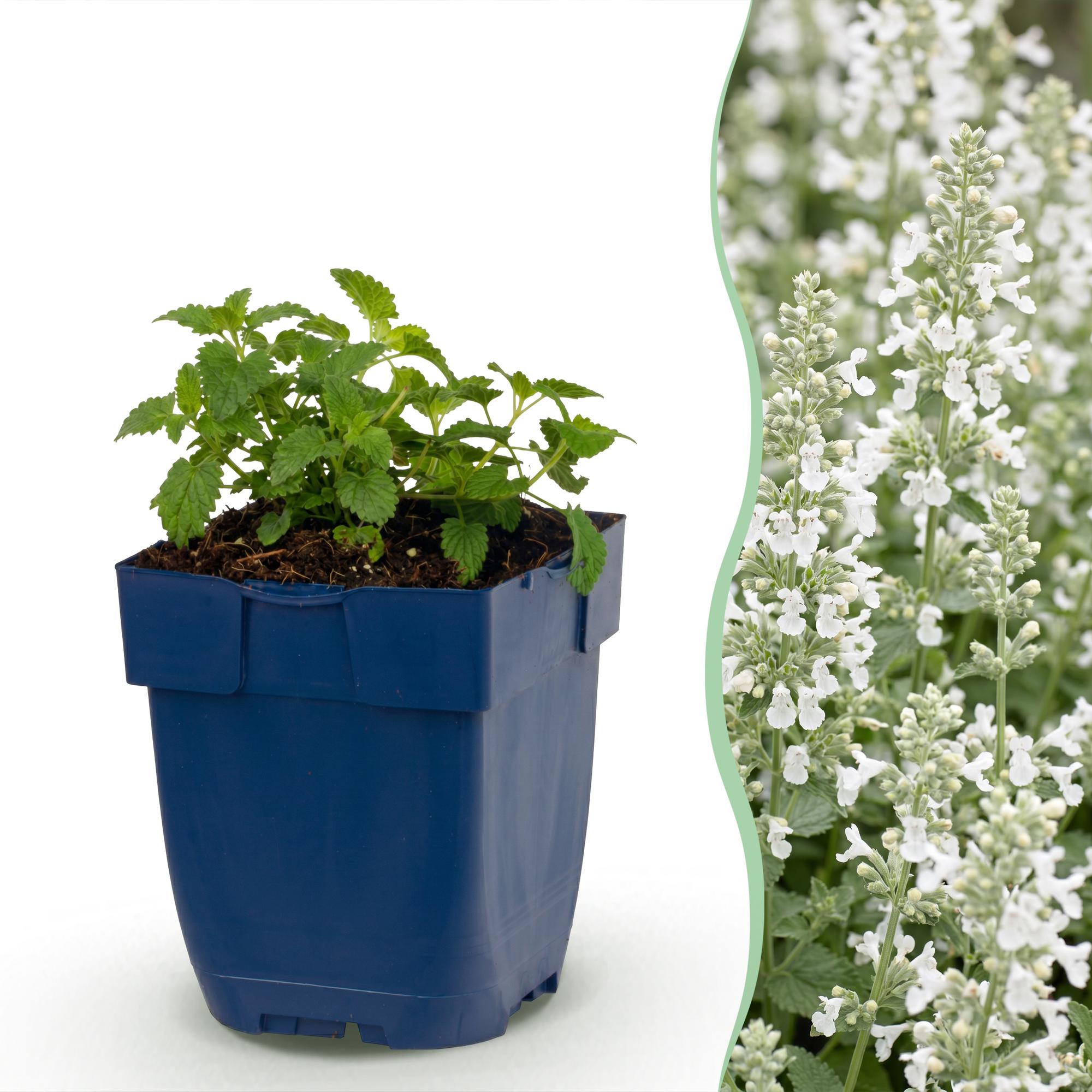 Vasteplant - Nepeta faassenii Snowflake - Kattenkruid - Bijen en Vlinderlokkers - Wit - 3 Planten - Pot 11cm - Hoogte 15-25cm
