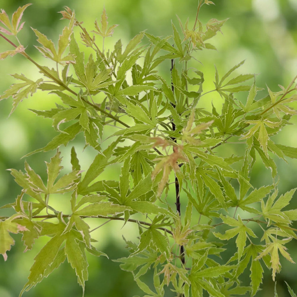 Terrasplant - Japanse Esdoorn - Acer palmatum Methamorphosa - Groen - 2 Planten - Bladverliezend - Pot 19cm Hoogte 70cm