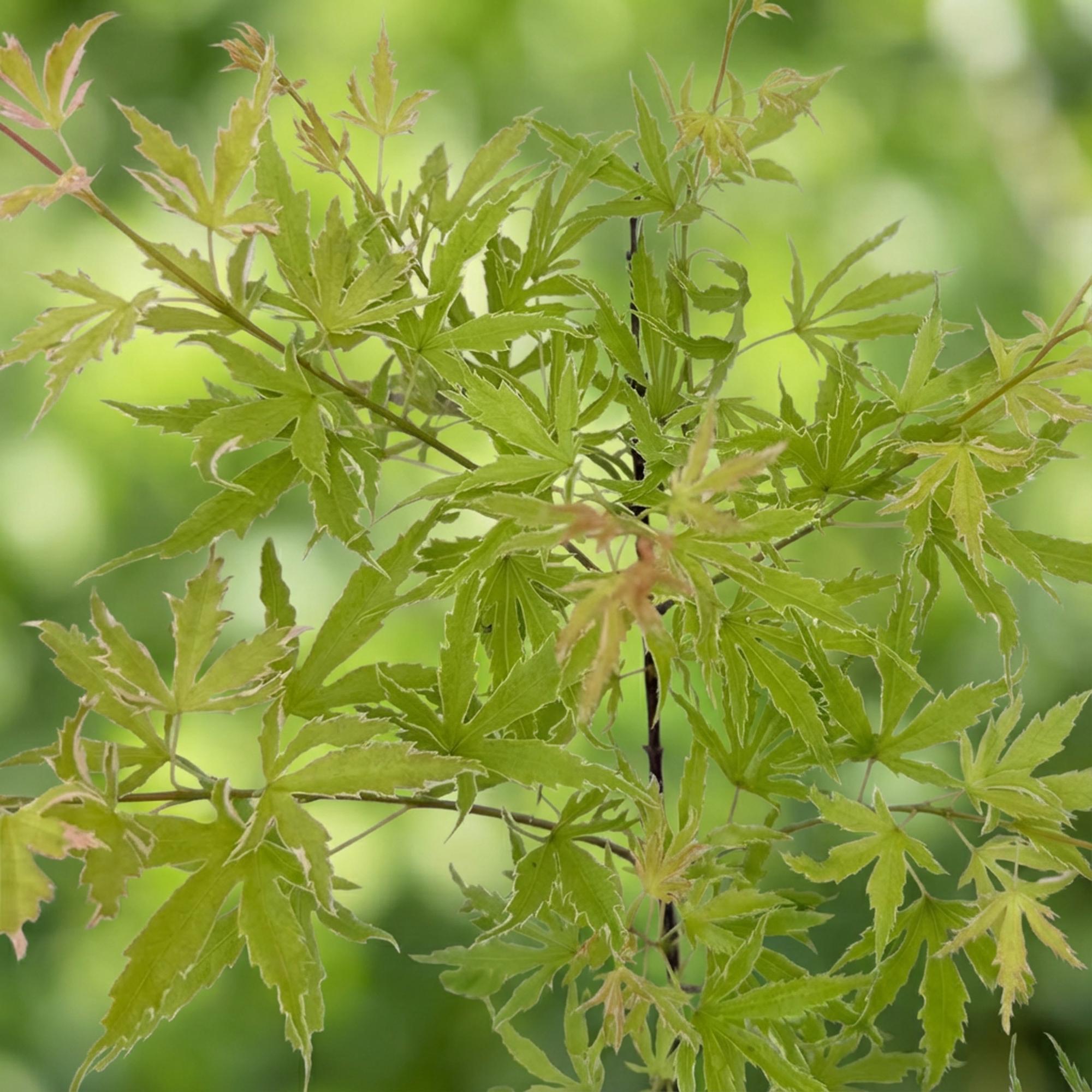 Terrasplant - Japanse Esdoorn - Acer palmatum Methamorphosa - Groen - 2 Planten - Bladverliezend - Pot 19cm Hoogte 70cm