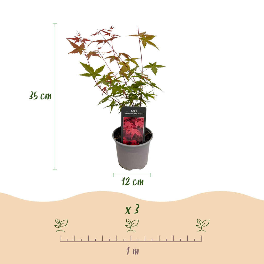 Tuinplant - Acer palmatum Beni-maiko - Rood - 1 Plant - Bladverliezend - Weinig Onderhoud - Pot 12cm Hoogte 35cm