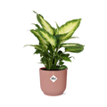 Dieffenbachia ‘Camilla’ in ELHO Vibes Fold 14cm roze