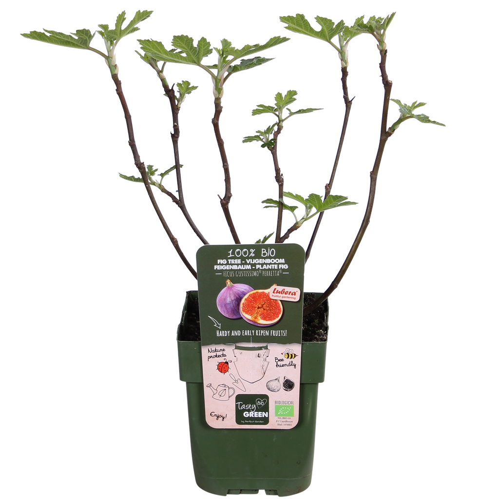 Ficus Gustissimo Perretta - Ø13 - ↨30cm