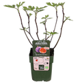 Ficus Gustissimo Perretta - Ø13 - ↨30cm