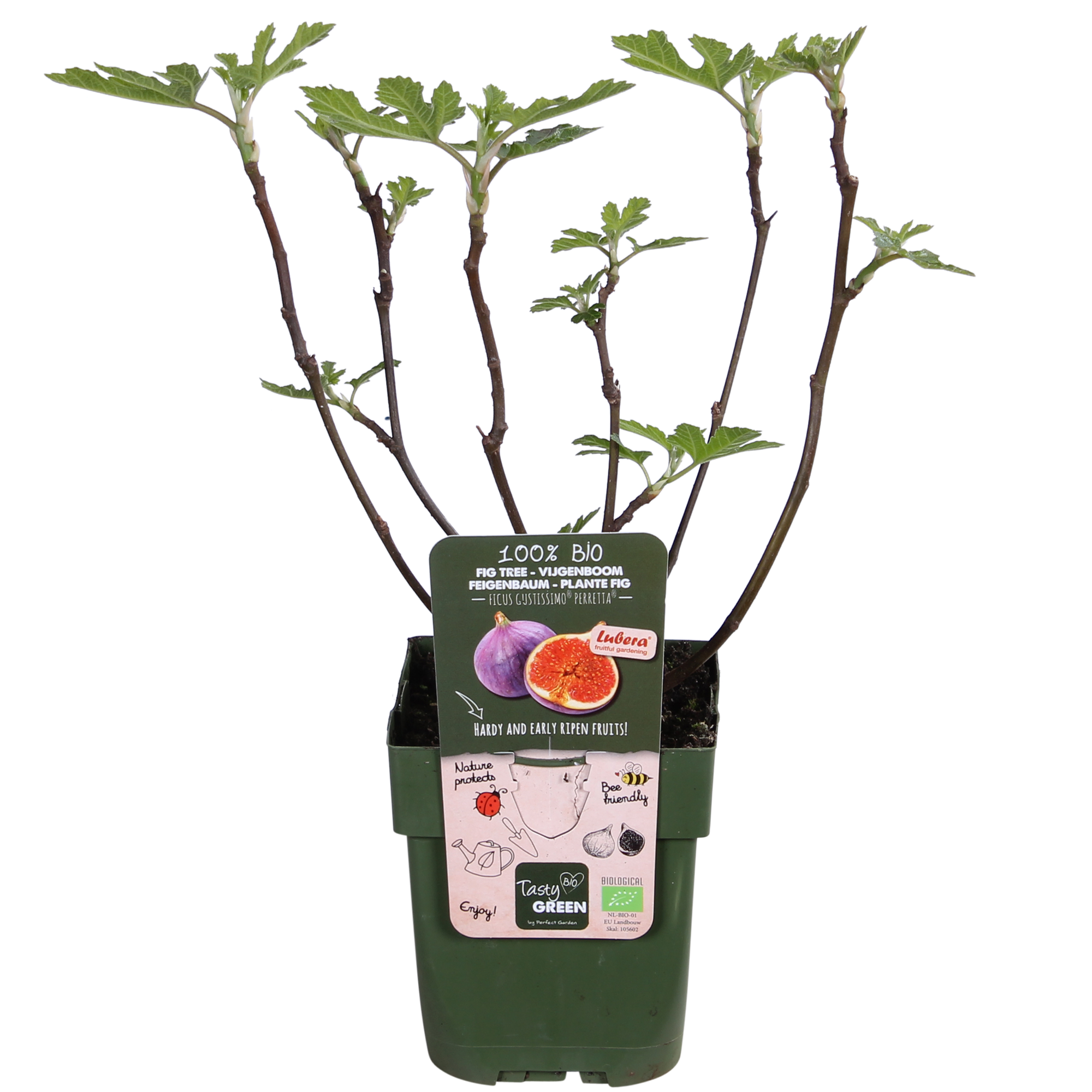 Ficus Gustissimo Perretta - Ø13 - ↨30cm