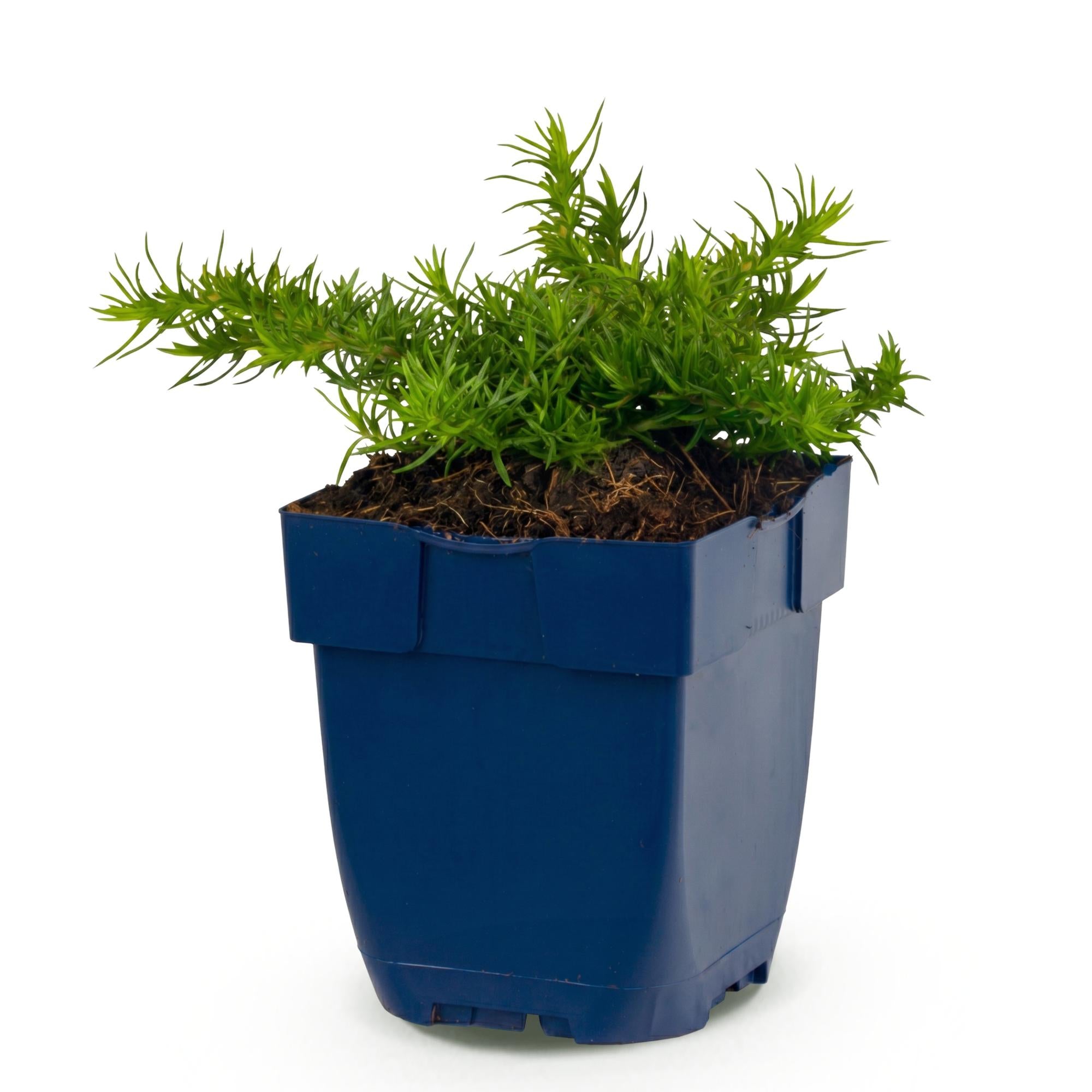 Vasteplant - Phlox Rosette - Vlambloem - Bodembedekkend - Roze - 1 Plant - Pot 11cm - Hoogte 15-25cm