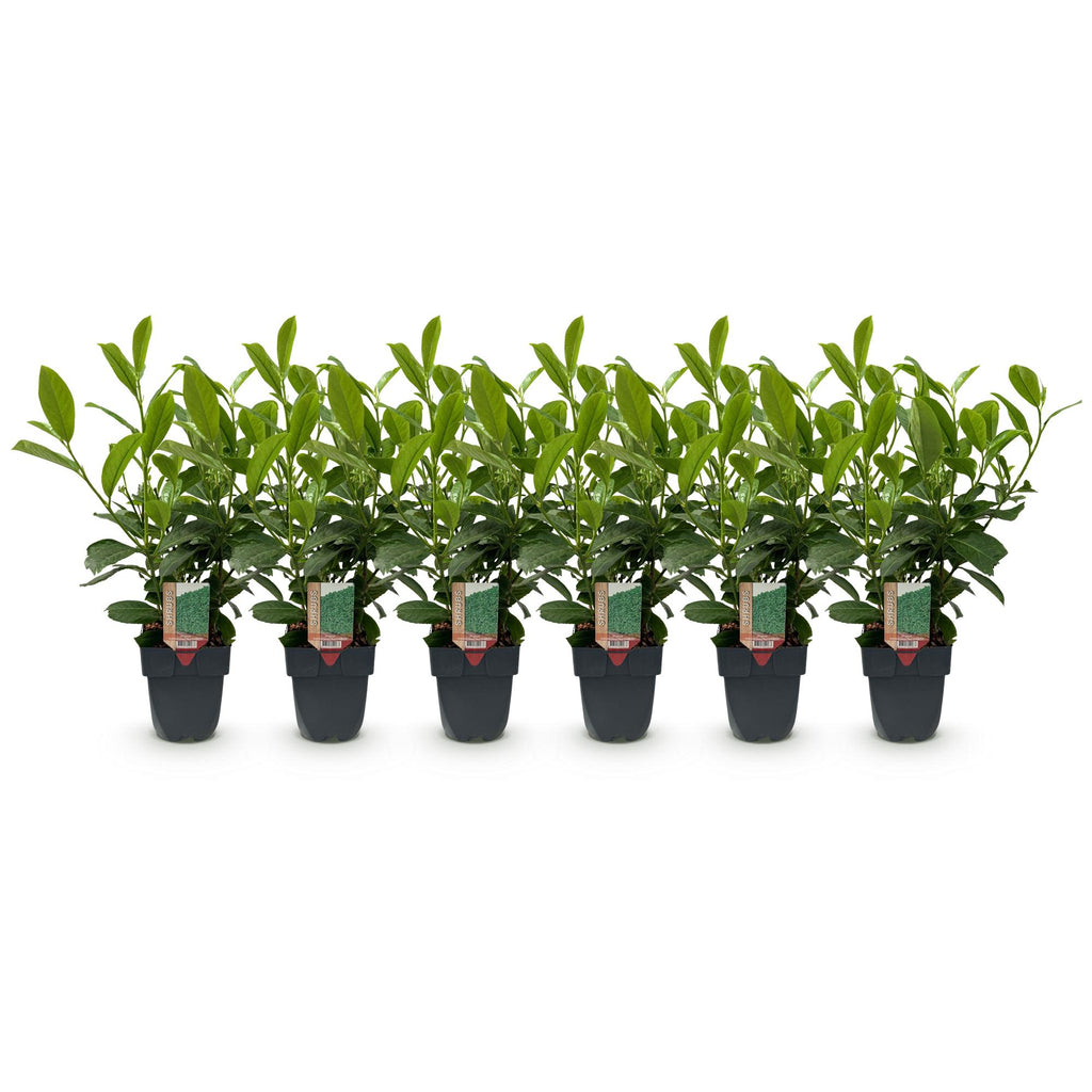 Haagplanten - Prunus laurocerasus Rotundifolia - blad groen - 6 planten - 1 strekkende meter - groenblijvend - pot 17cm hoogte 50cm