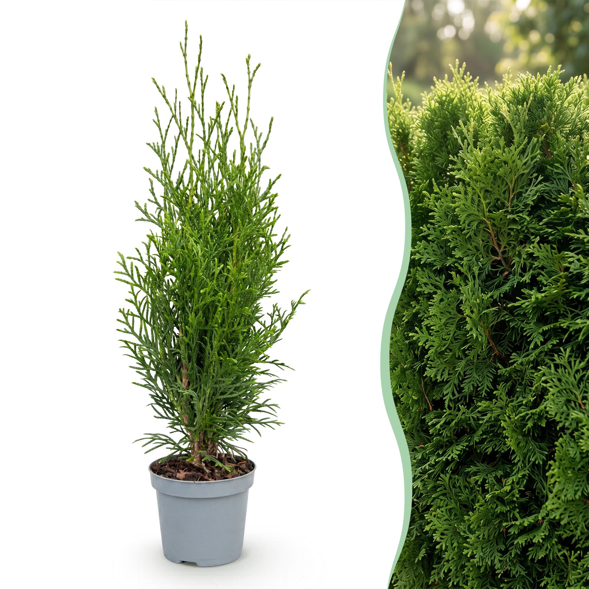 16x Thuja occidentalis Smaragd - Levensboom - Haagplanten - Groenblijvend - Groen - Pot 9cm - Hoogte 20-30cm