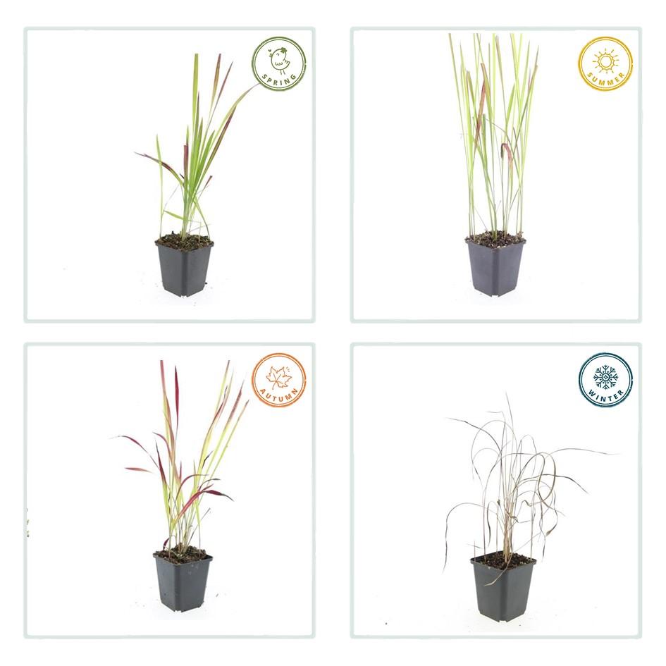 24x Imperata cylindrica 'Red Baron' - ↕10-25cm - Ø9cm