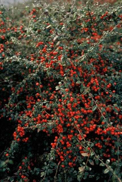 48x Cotoneaster suec. 'Coral Beauty' - ↕10-25cm - Ø9cm