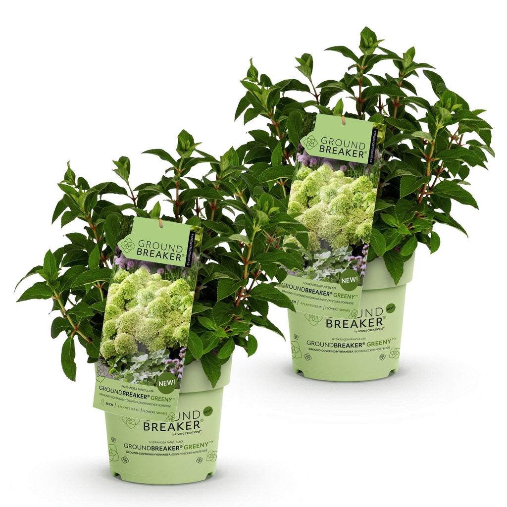Tuinplant - Hydrangea panniculata Groundbreaker Greeny - Pluimhortensia - Winterhard - Creme - 2 Planten - Pot 14cm -Hoogte 20-25cm