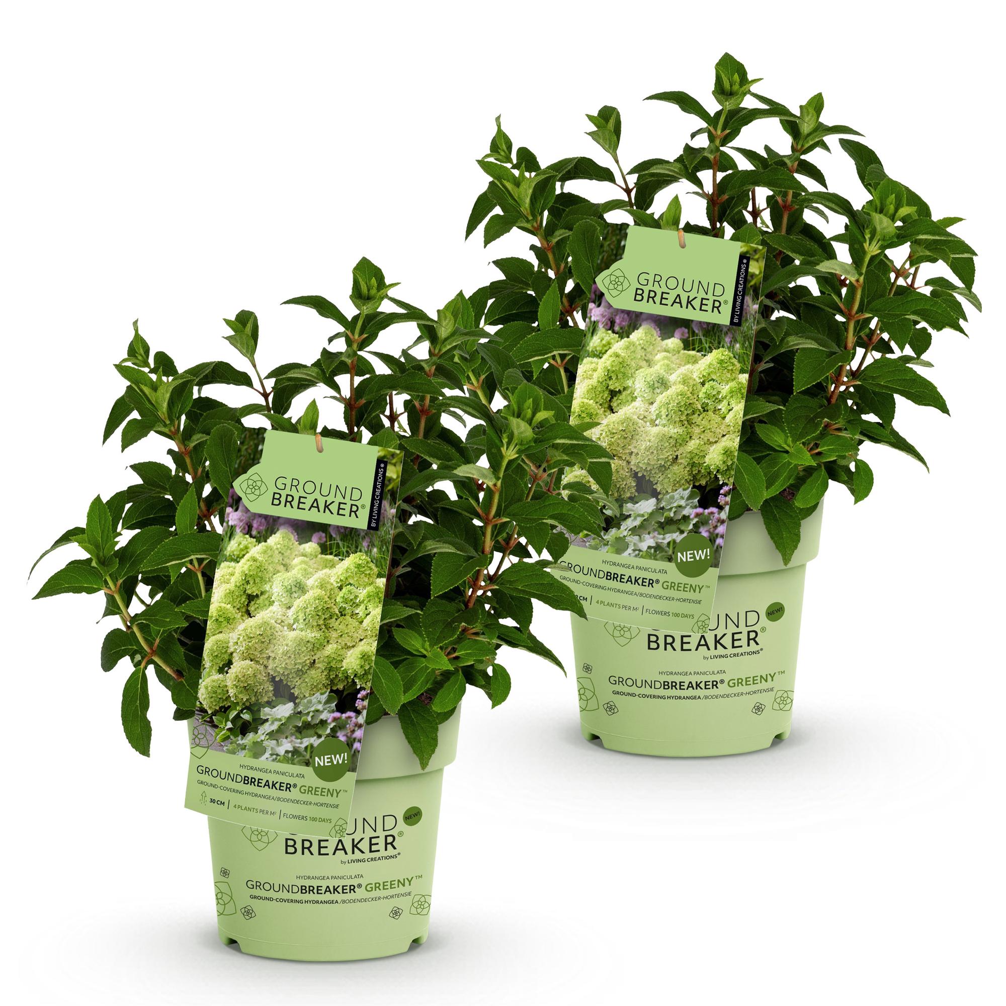 Tuinplant - Hydrangea panniculata Groundbreaker Greeny - Pluimhortensia - Winterhard - Creme - 2 Planten - Pot 14cm -Hoogte 20-25cm