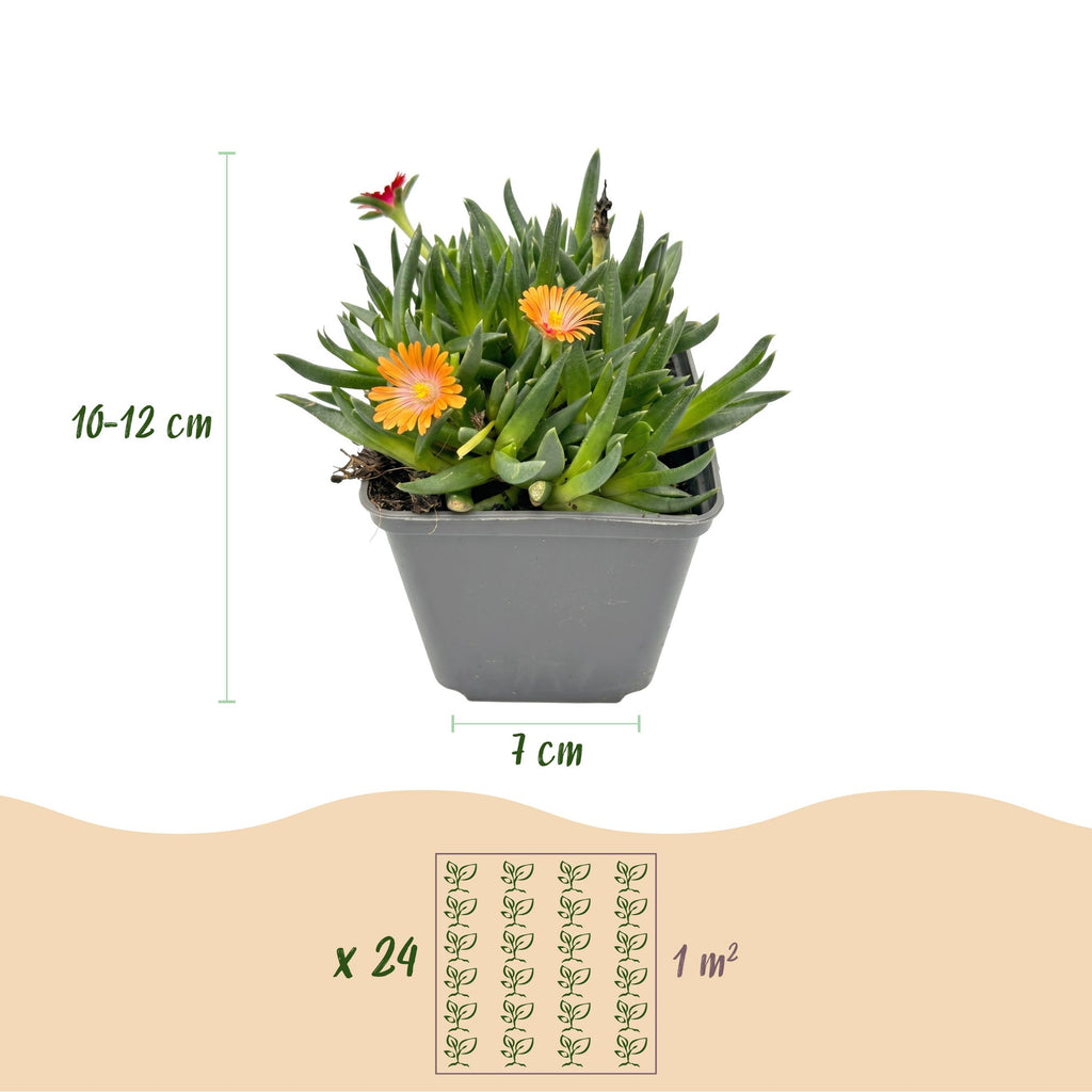 12x - Delosperma mix - Ø7cm - ↕10-12cm