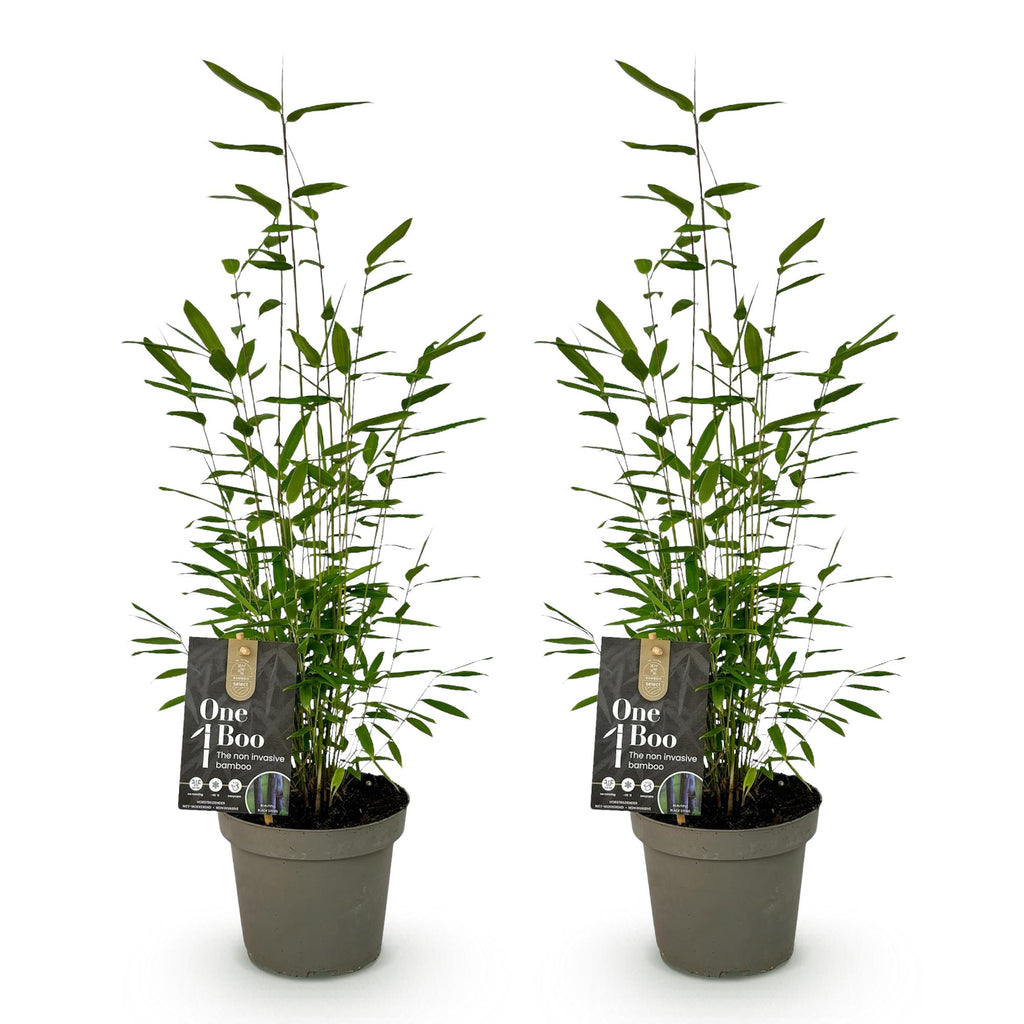 Bamboe - Fargesia Black Dragon - Groen - 2 Planten - Bladhoudend - Niet Woekerend- Pot 14cm Hoogte 35cm
