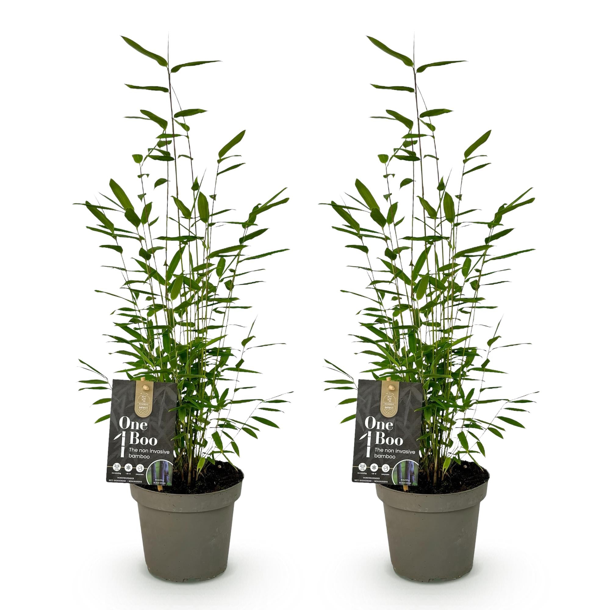 Bamboe - Fargesia Black Dragon - Groen - 2 Planten - Bladhoudend - Niet Woekerend- Pot 14cm Hoogte 35cm