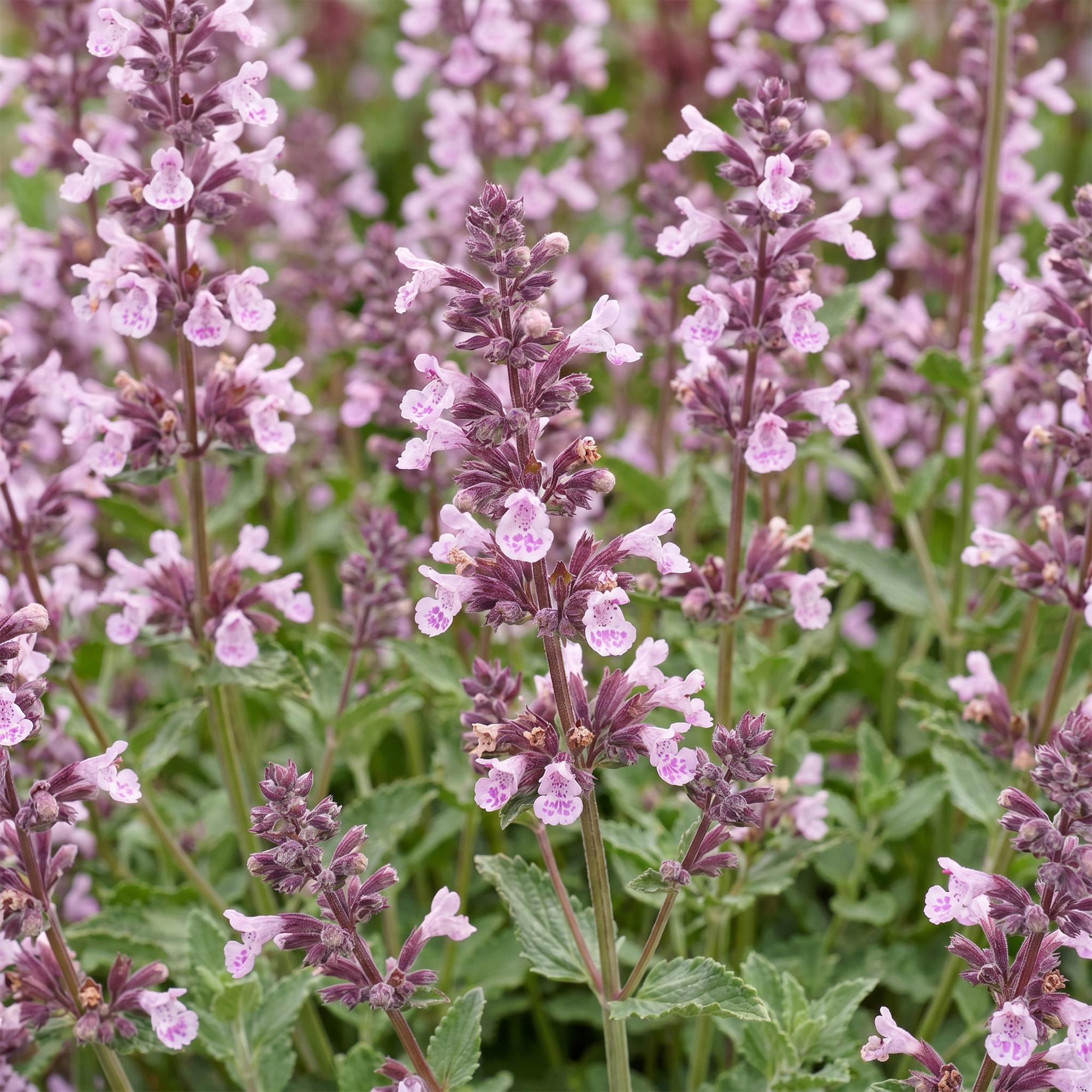 Vasteplant - Nepeta sib. Wild Orchid - Kattenkruid - Bijen en Vlinderlokkers - Roze - 1 Plant - Pot 11cm - Hoogte 15-25cm