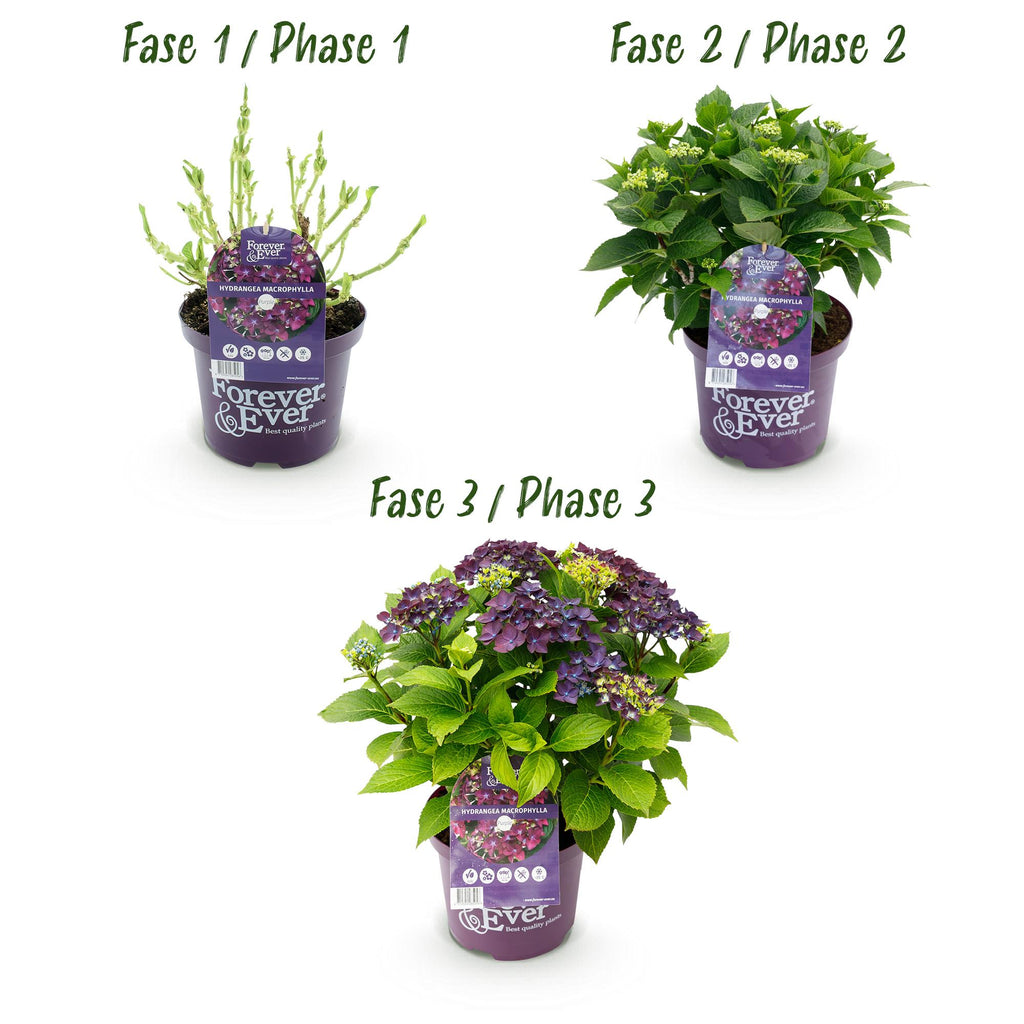 Terrasplant - Hortensia - Hydrangea Forever & Ever - Paars - 7-12 Bloemen - 2 Planten - Pot 23cm Hoogte 55cm