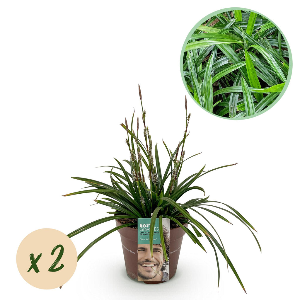 Siergrassen -  Carex morrowii Irish Green - Groen & Geel - 2 Planten - Bladhoudend - Weinig Onderhoud - Pot 17cm Hoogte 50cm