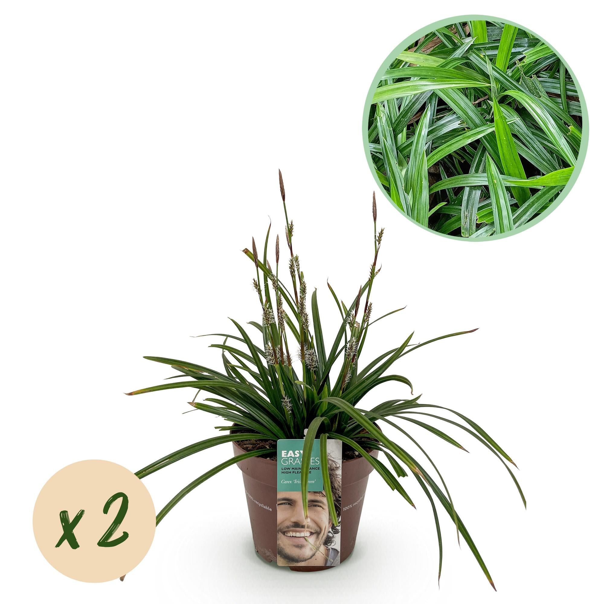 Siergrassen -  Carex morrowii Irish Green - Groen & Geel - 2 Planten - Bladhoudend - Weinig Onderhoud - Pot 17cm Hoogte 50cm